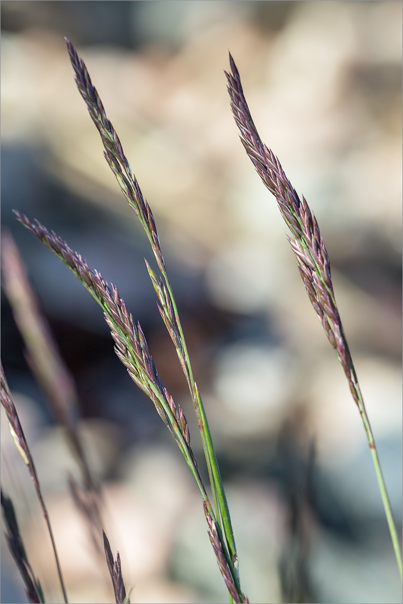 Image of Festuca rubra specimen.