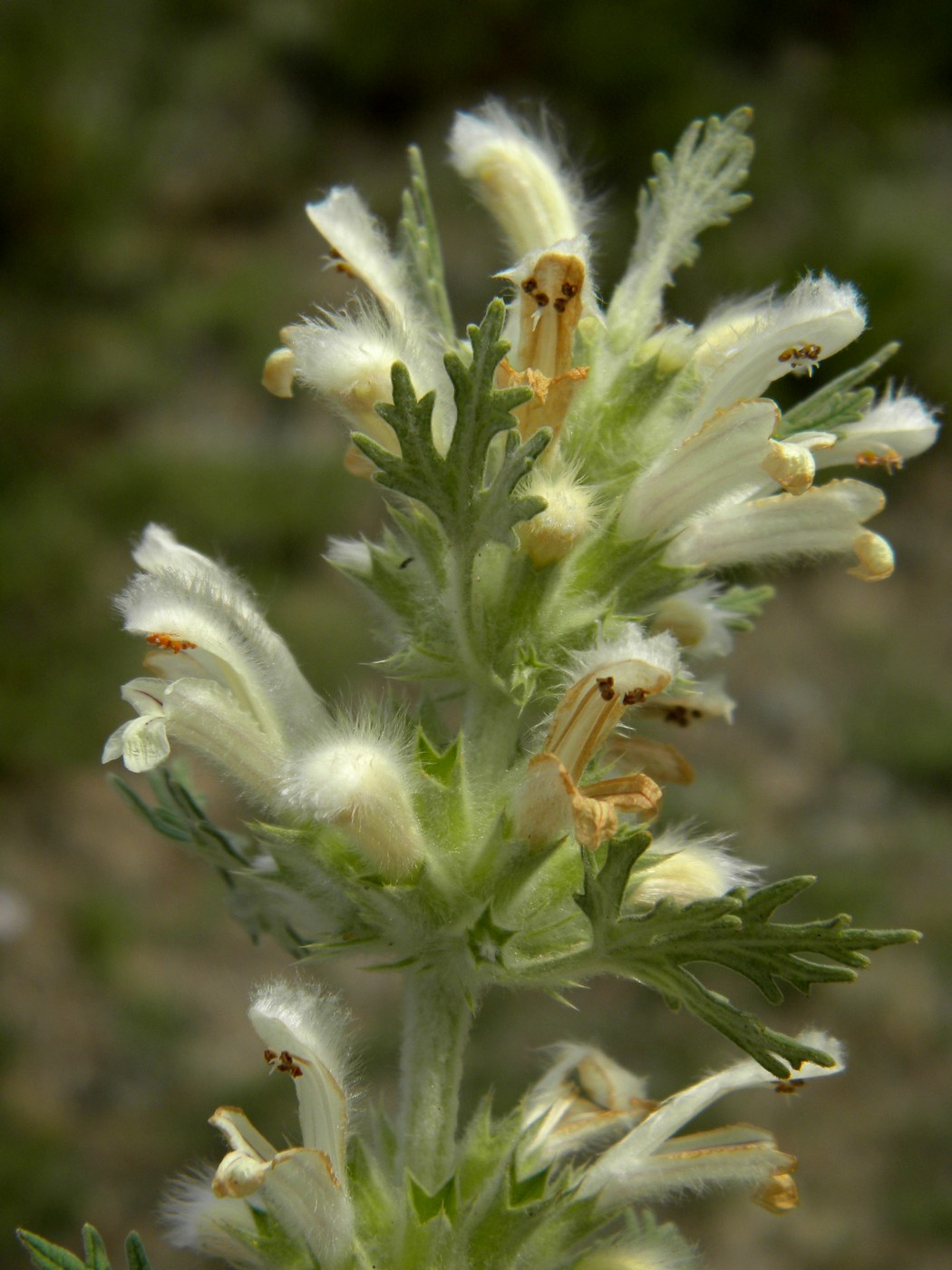 Image of Panzerina canescens specimen.