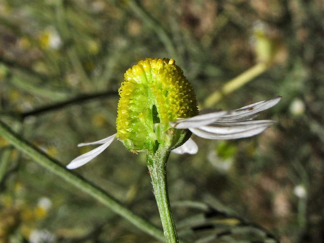 Image of Matricaria recutita specimen.
