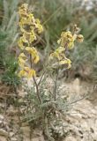 Matthiola odoratissima