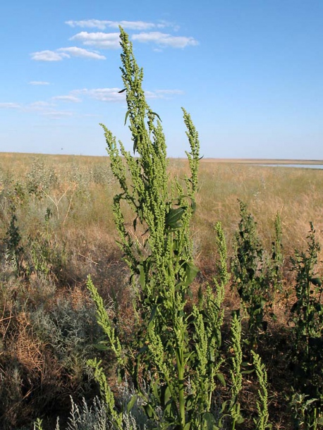 Image of Oxybasis urbica specimen.