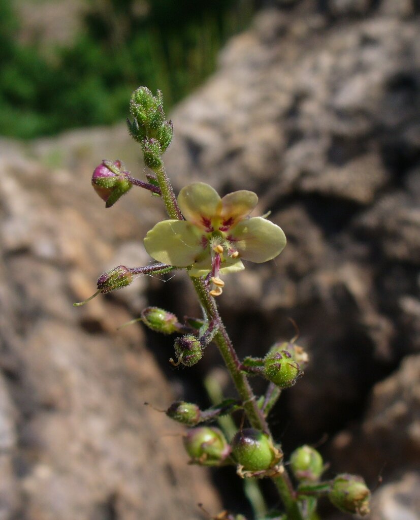 Image of Verbascum rupestre specimen.