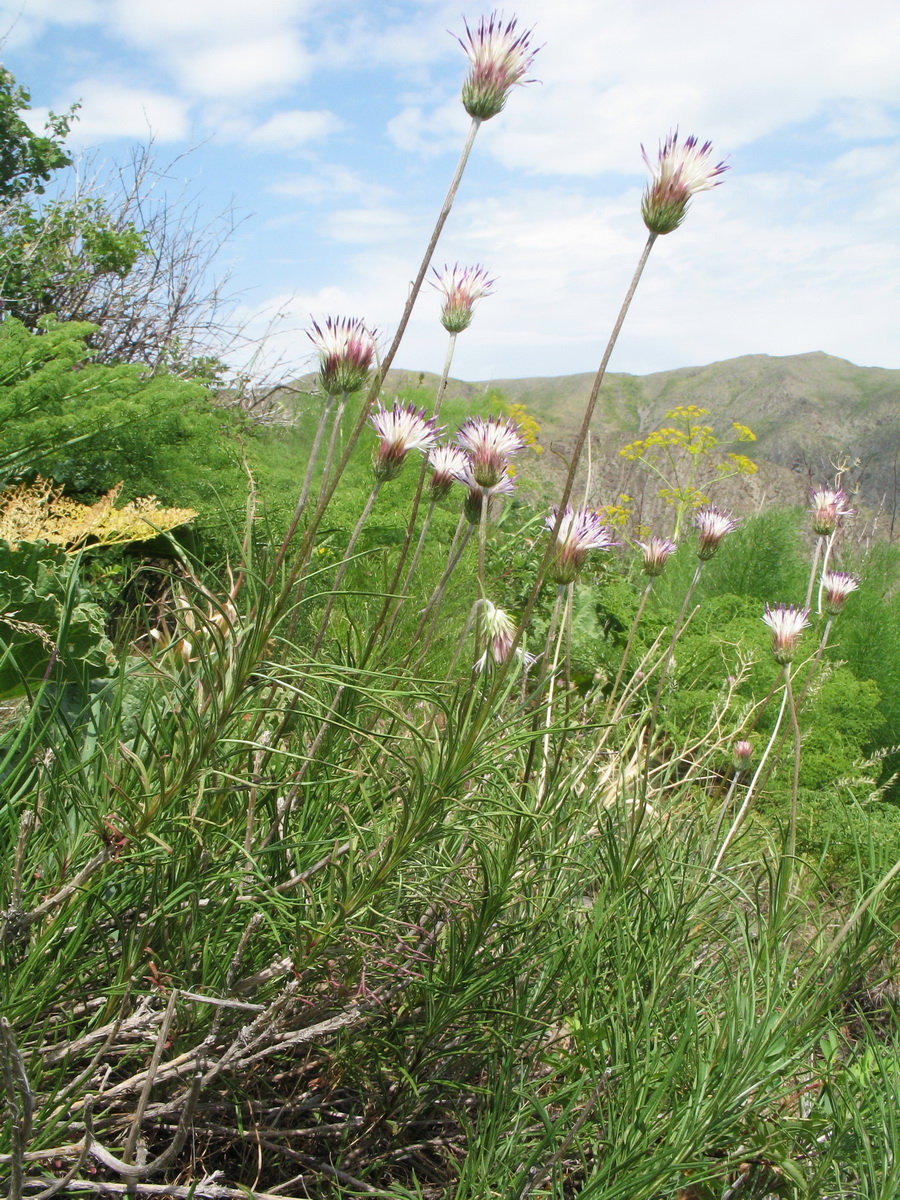 Image of Jurinea suffruticosa specimen.