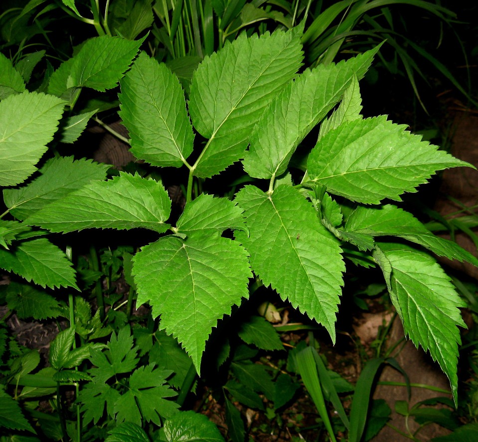 Image of Aegopodium podagraria ssp. nadeshdae specimen.