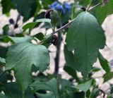 Hibiscus syriacus