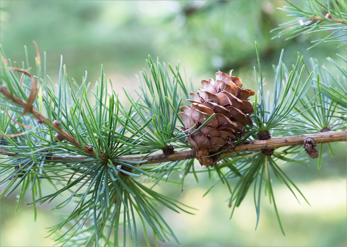 Изображение особи Larix kaempferi.