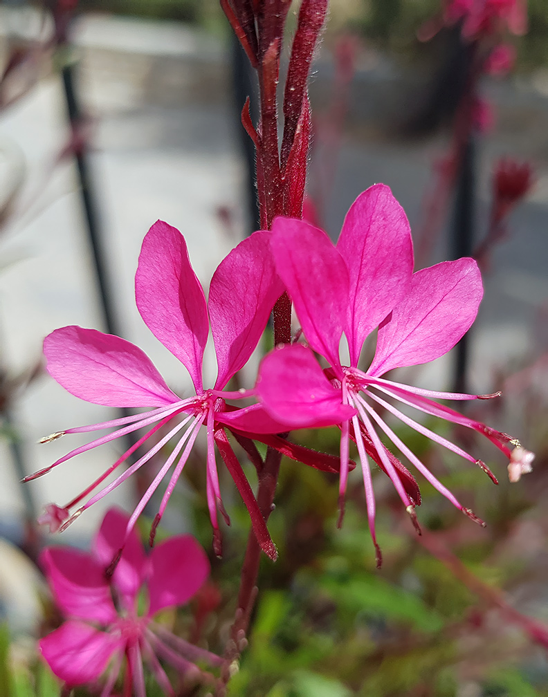 Изображение особи Gaura lindheimeri.