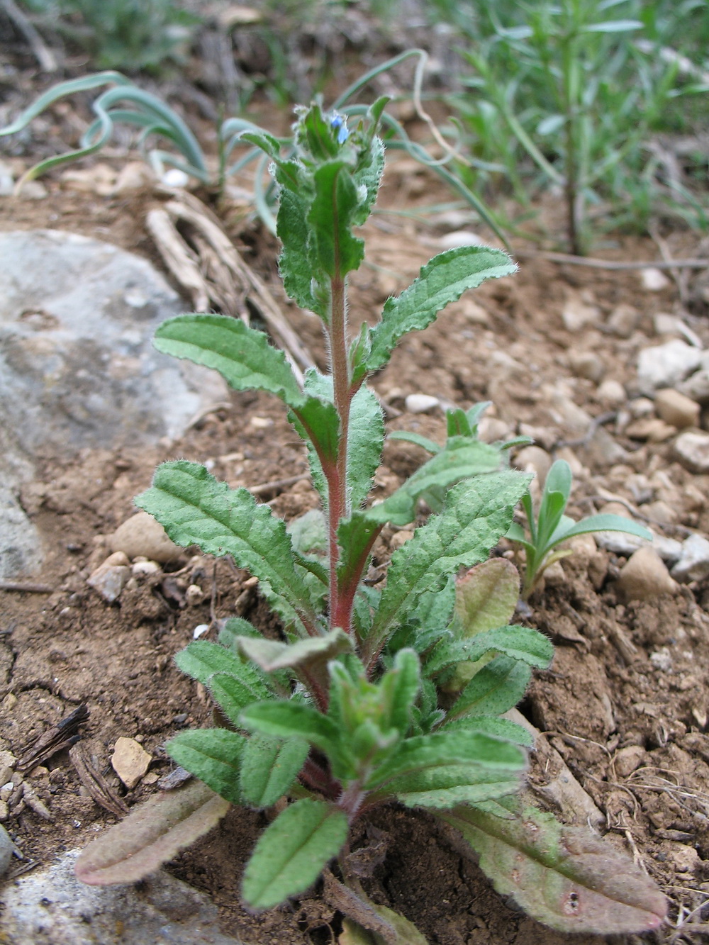 Image of Lycopsis orientalis specimen.