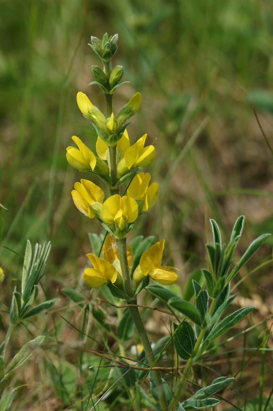 Image of Thermopsis lanceolata specimen.