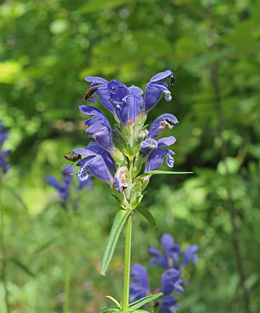 Image of Dracocephalum ruyschiana specimen.