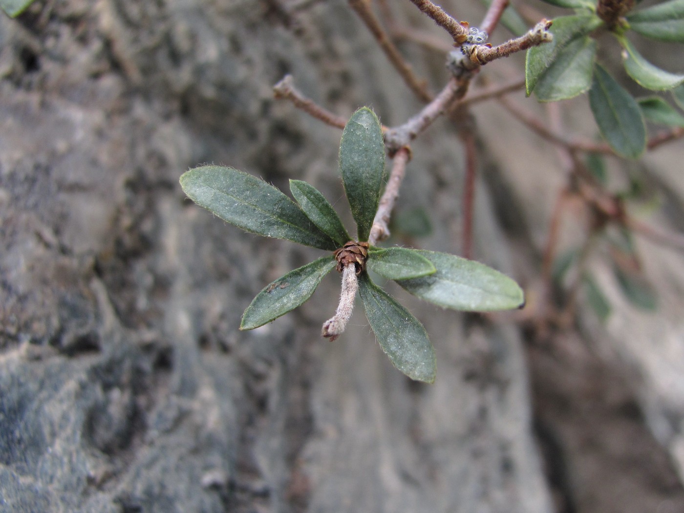 Image of Daphne baksanica specimen.