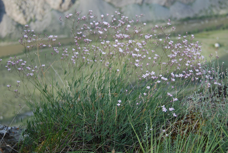 Image of Gypsophila patrinii specimen.