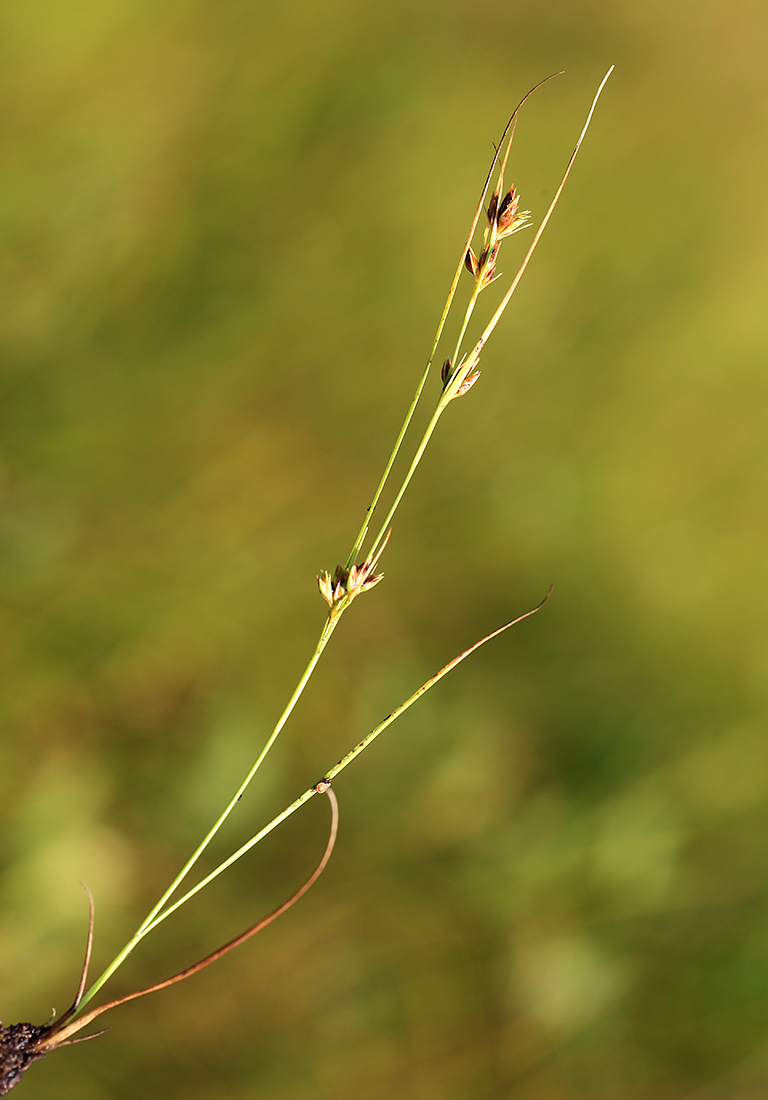 Image of Rhynchospora faberi specimen.