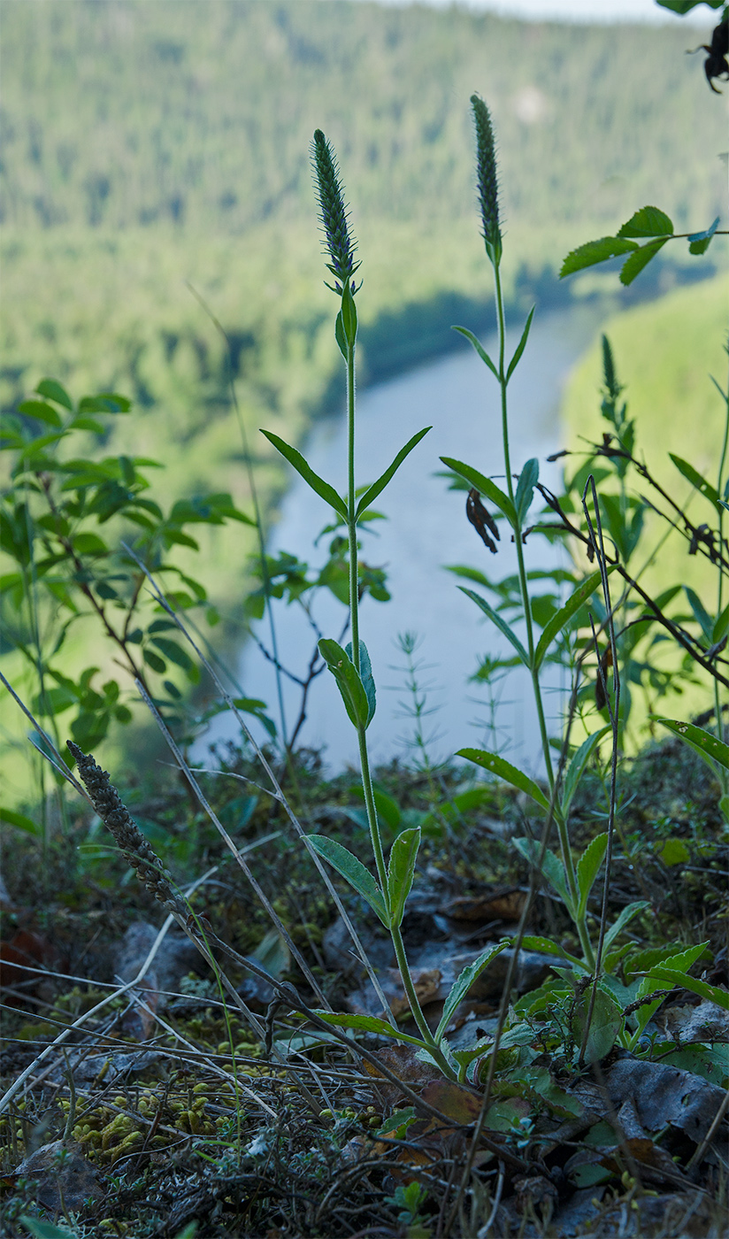 Image of Veronica spicata specimen.