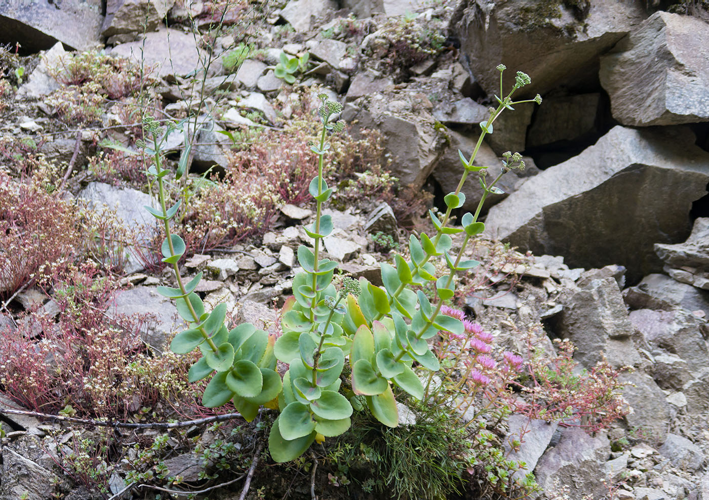 Image of Hylotelephium caucasicum specimen.