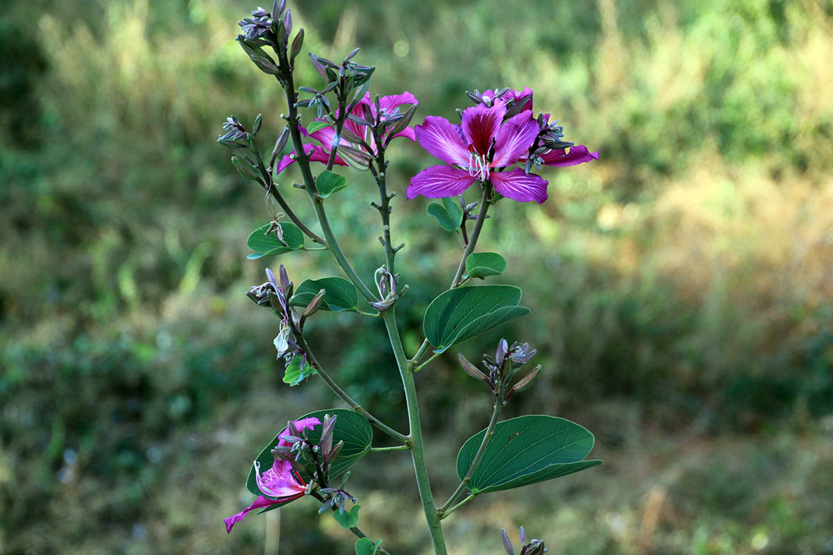 Image of Bauhinia variegata specimen.