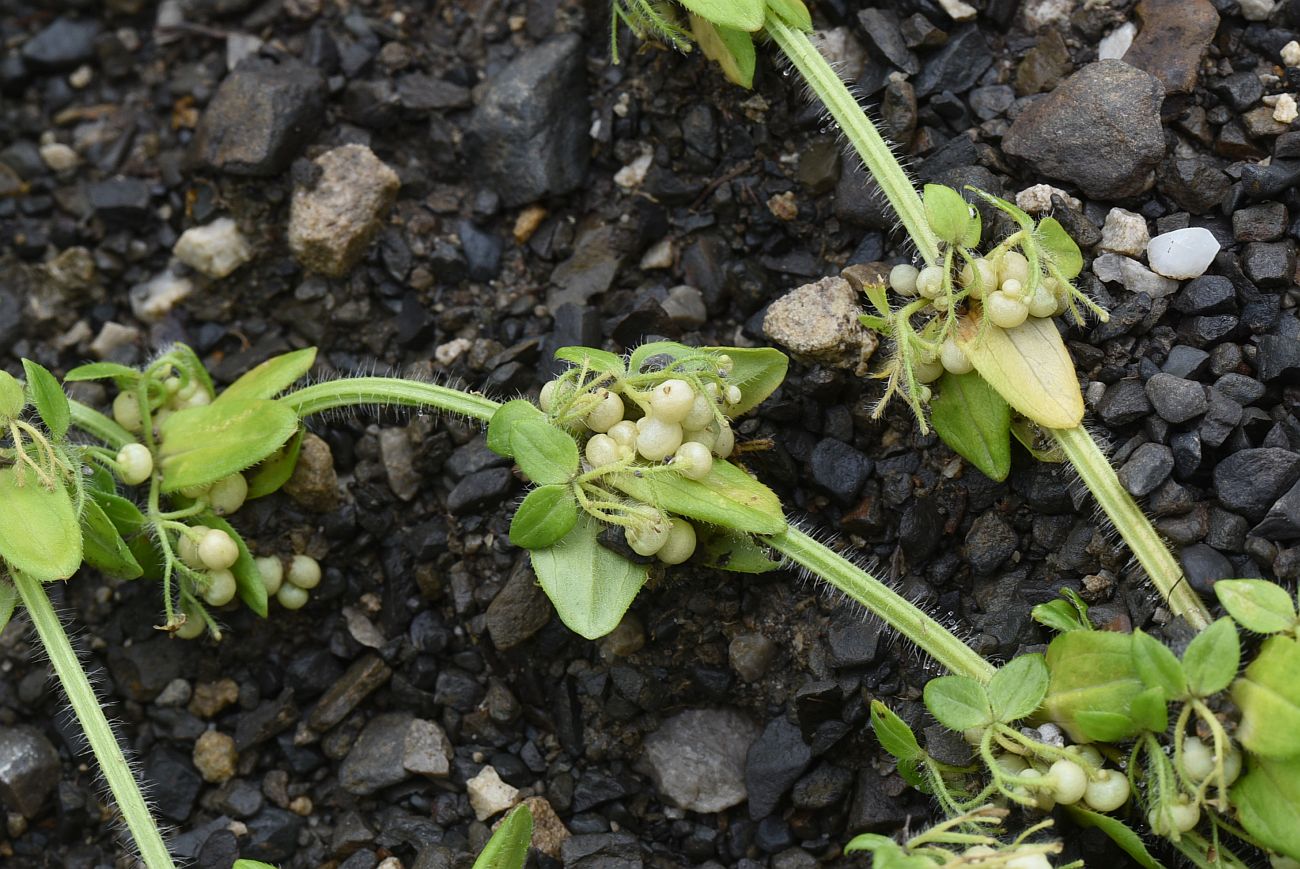 Image of Cruciata laevipes specimen.