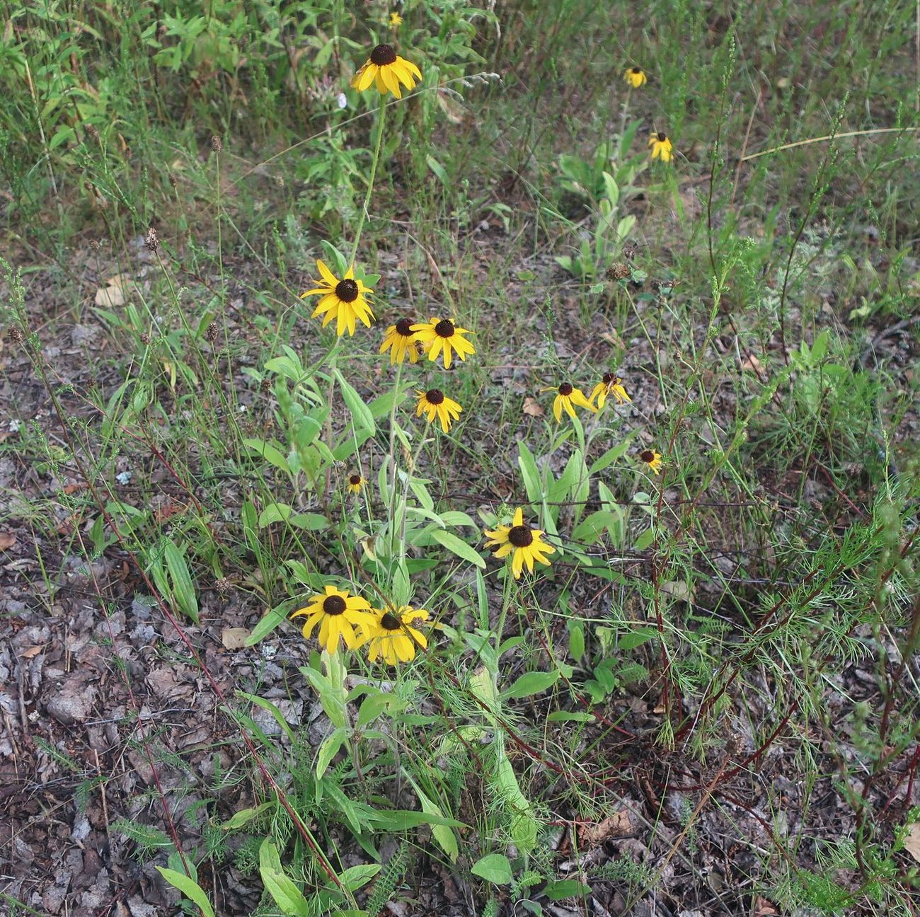 Изображение особи Rudbeckia bicolor.