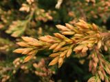 Juniperus horizontalis