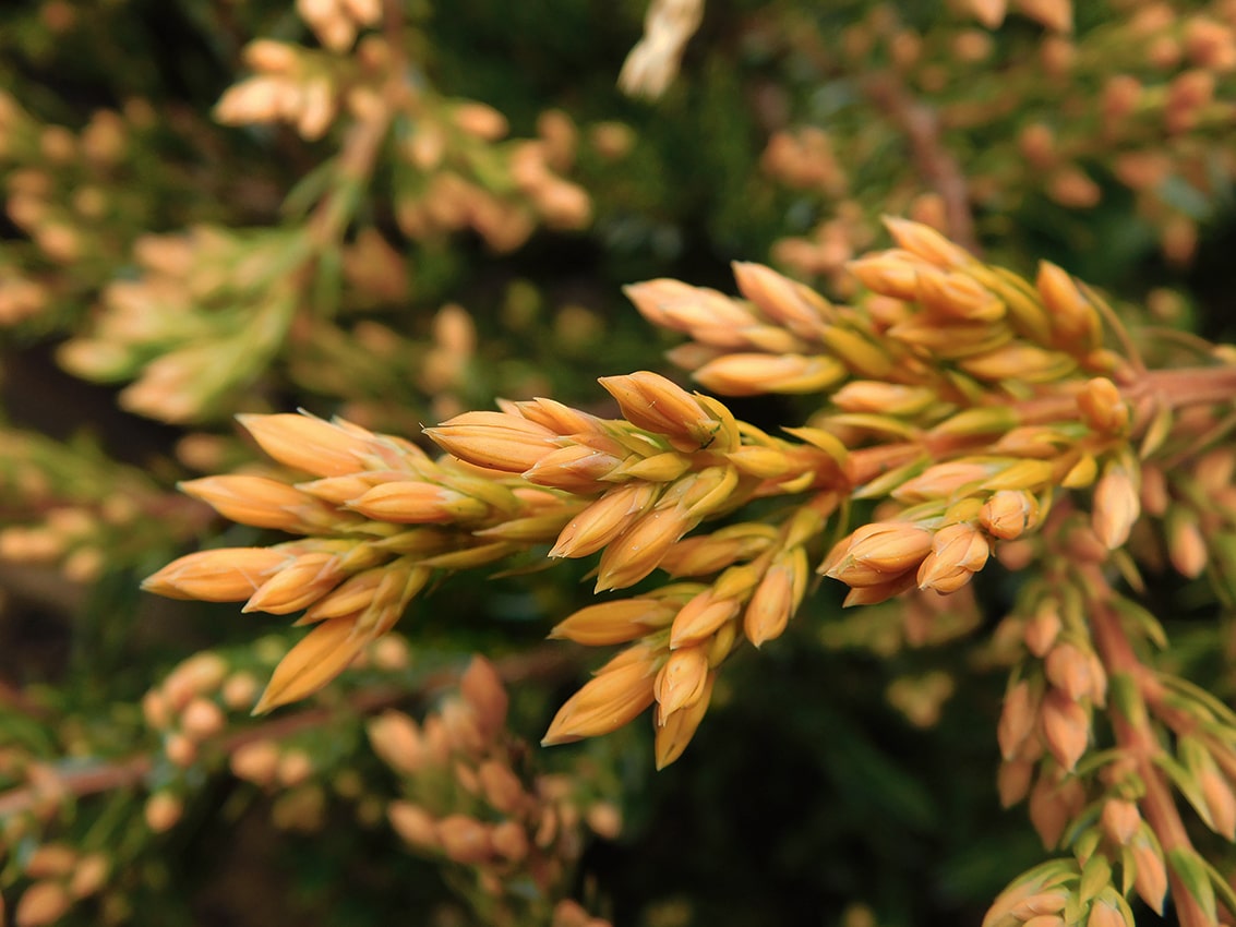 Изображение особи Juniperus horizontalis.