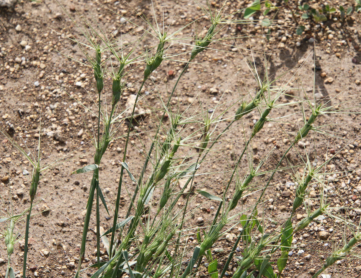 Изображение особи Aegilops biuncialis.