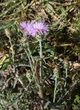 Centaurea scripczinskyi