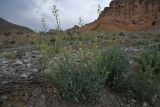 Sisymbrium isfarense. Цветущее и плодоносящее растение. Таджикистан, Согдийская обл., Исфара, глинисто-каменистое дно долины. 1 мая 2023 г.