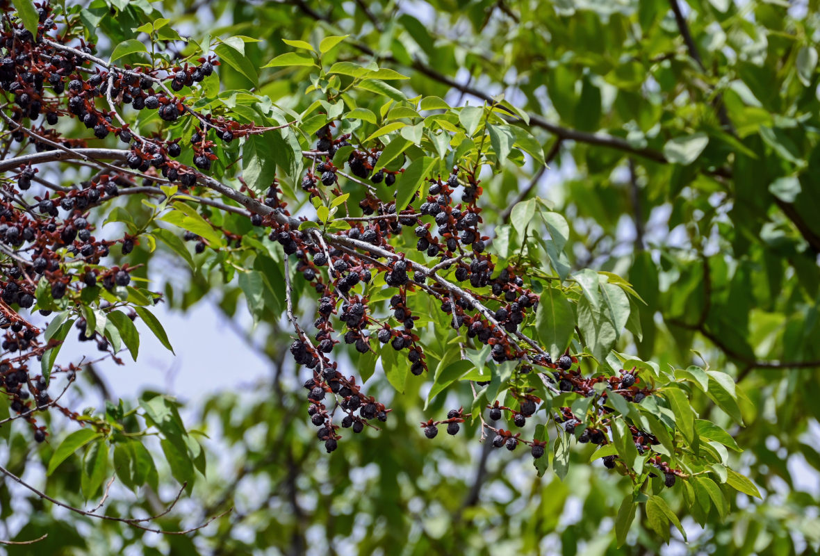 Image of Diospyros lotus specimen.