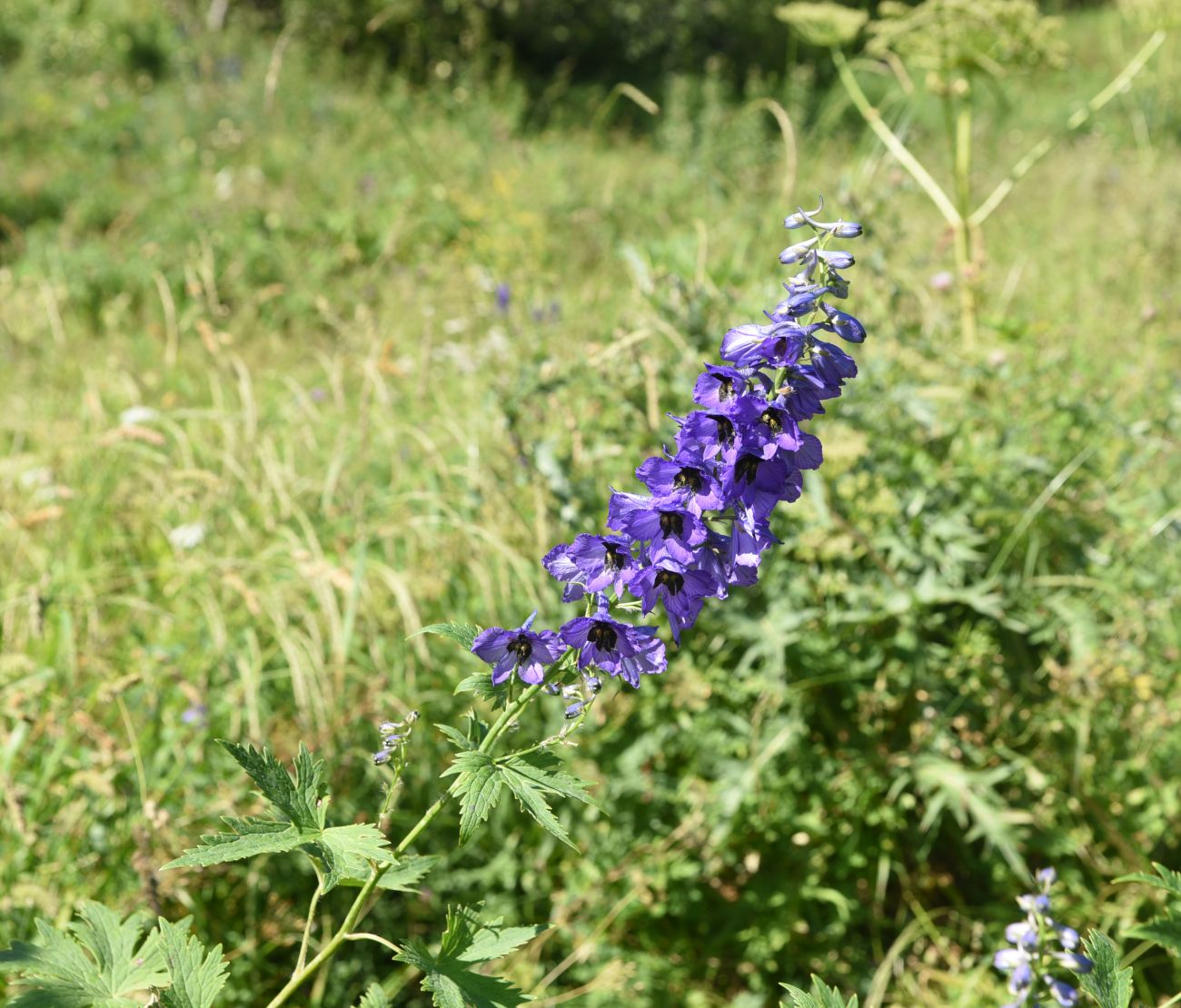 Изображение особи род Delphinium.