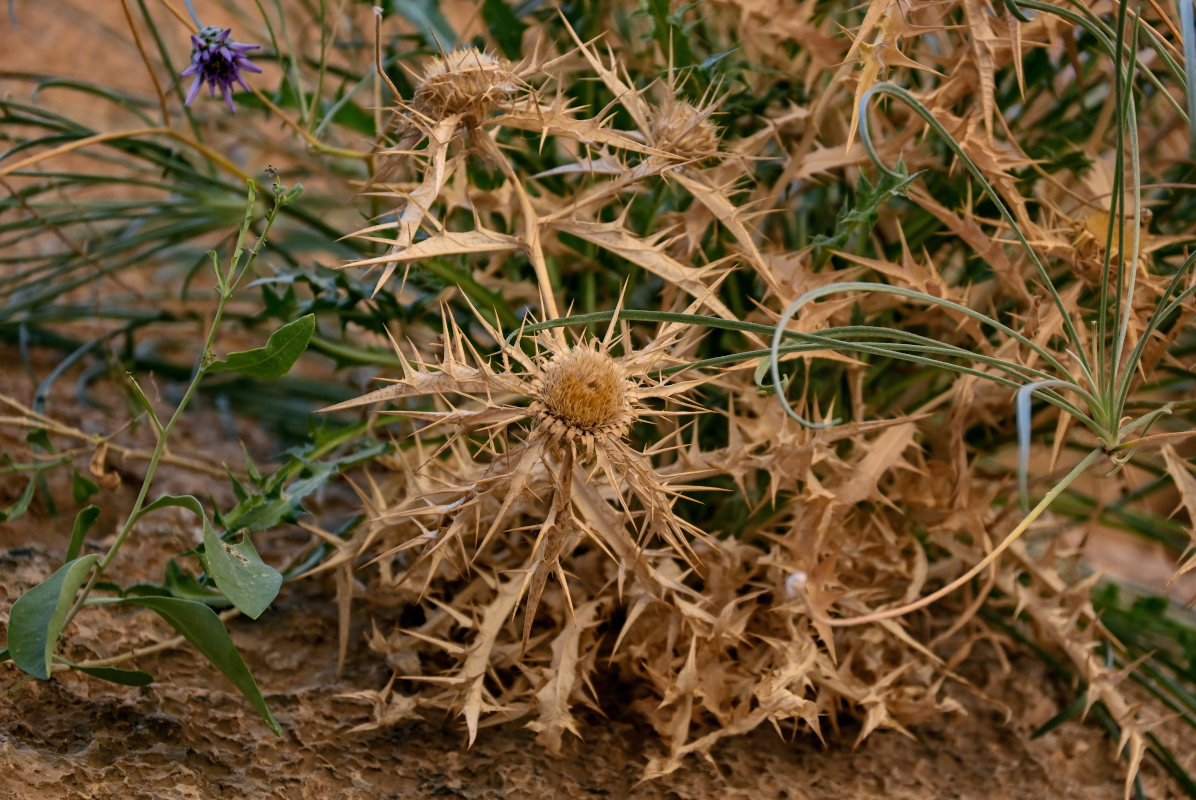 Image of Carlina brachylepis specimen.