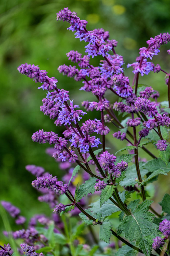 Image of Salvia verticillata specimen.