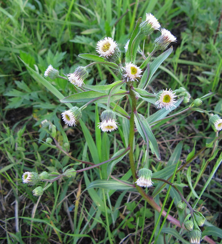 Image of Erigeron uralensis specimen.