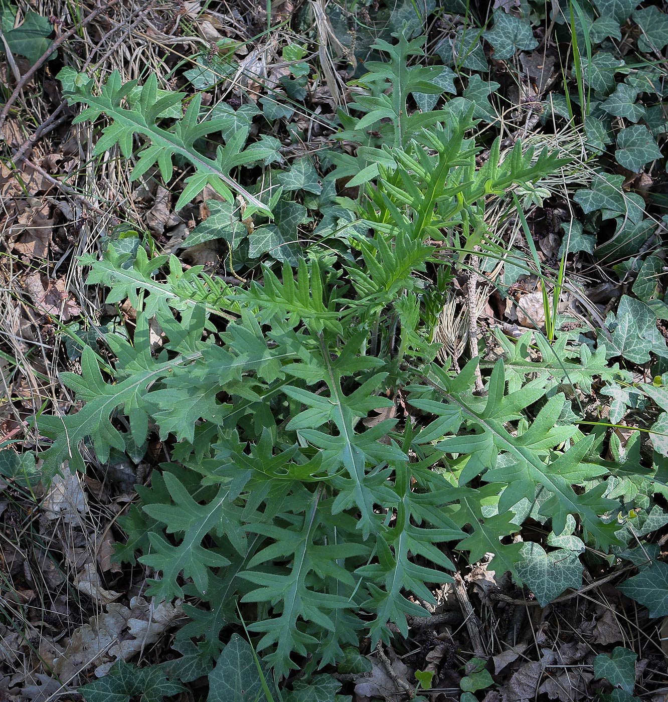 Изображение особи род Cirsium.