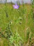 Geranium collinum. Верхняя часть цветущего растения. Ульяновская обл., Мелекесский р-н, окр. с. Приморское, пойма Черемшанского залива Куйбышевского водохранилища, луг с участками засоления. 25.06.2023.