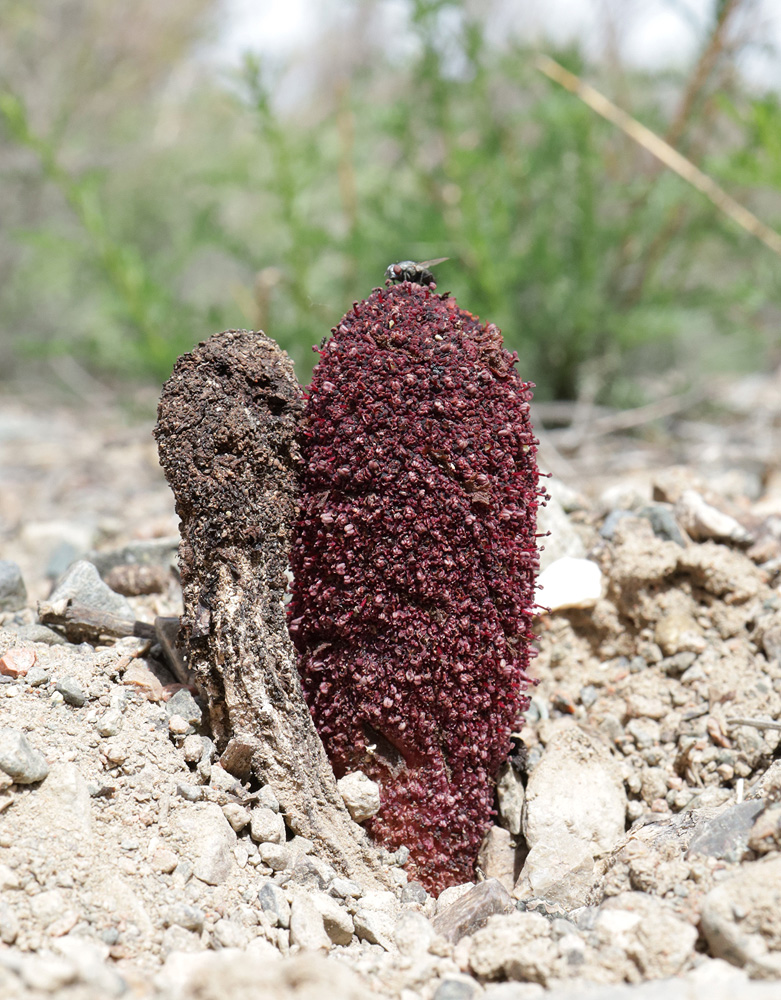 Image of Cynomorium songaricum specimen.