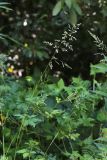 Смотреть изображение Poa trivialis