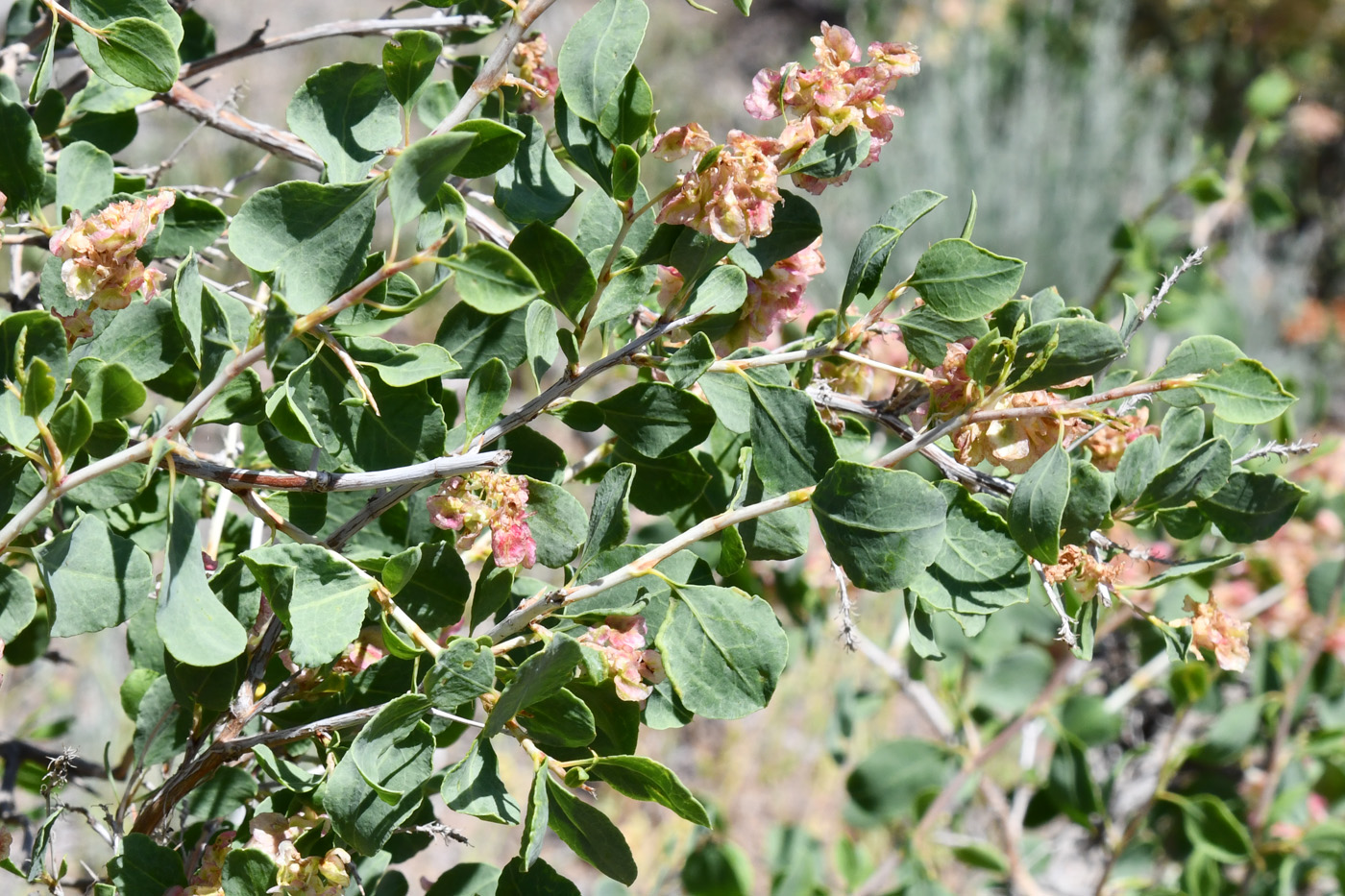 Изображение особи Atraphaxis pyrifolia.