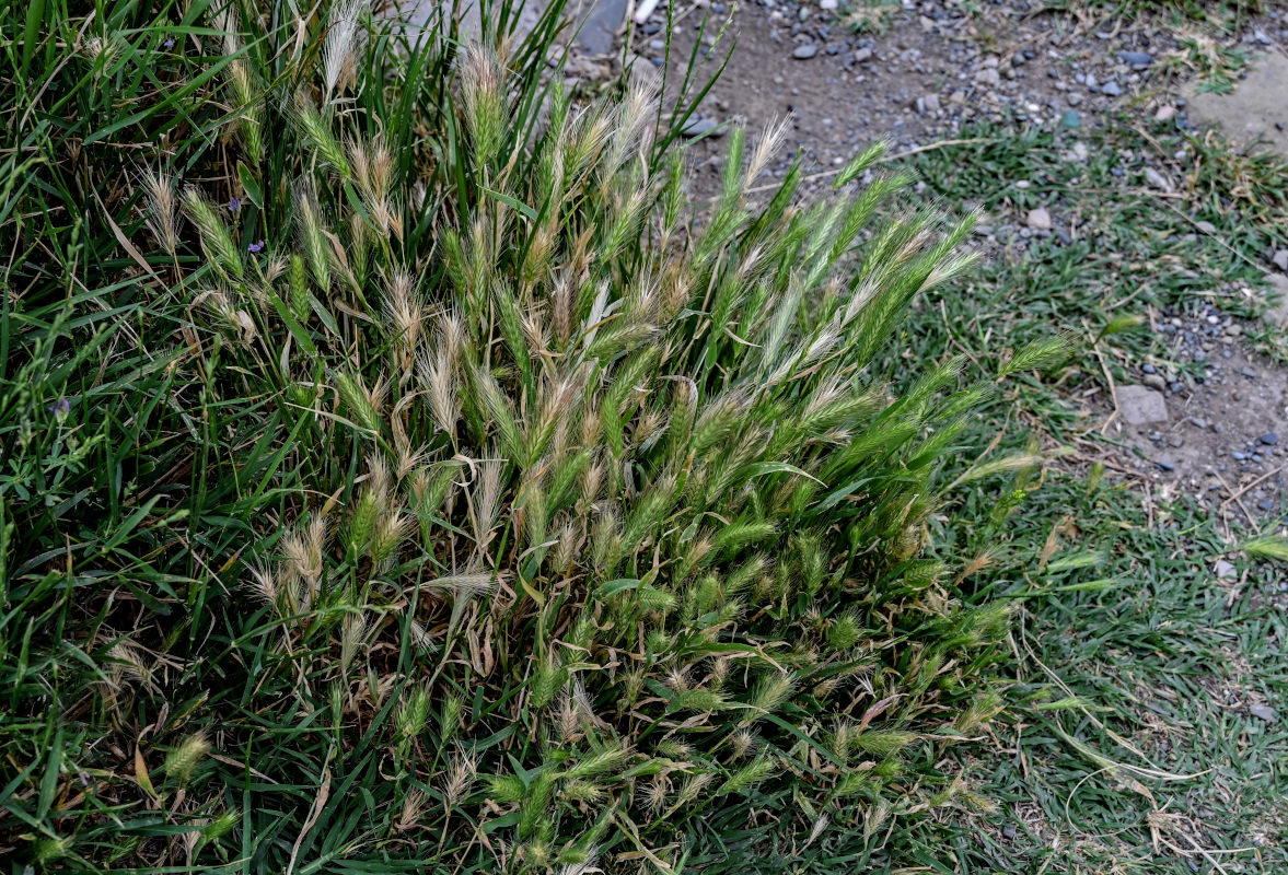 Image of Hordeum murinum specimen.