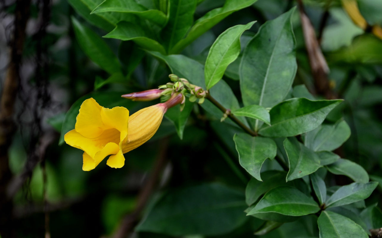 Изображение особи Allamanda schottii.