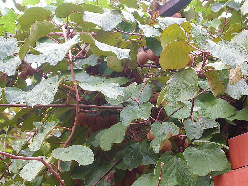 Image of Actinidia chinensis var. deliciosa specimen.