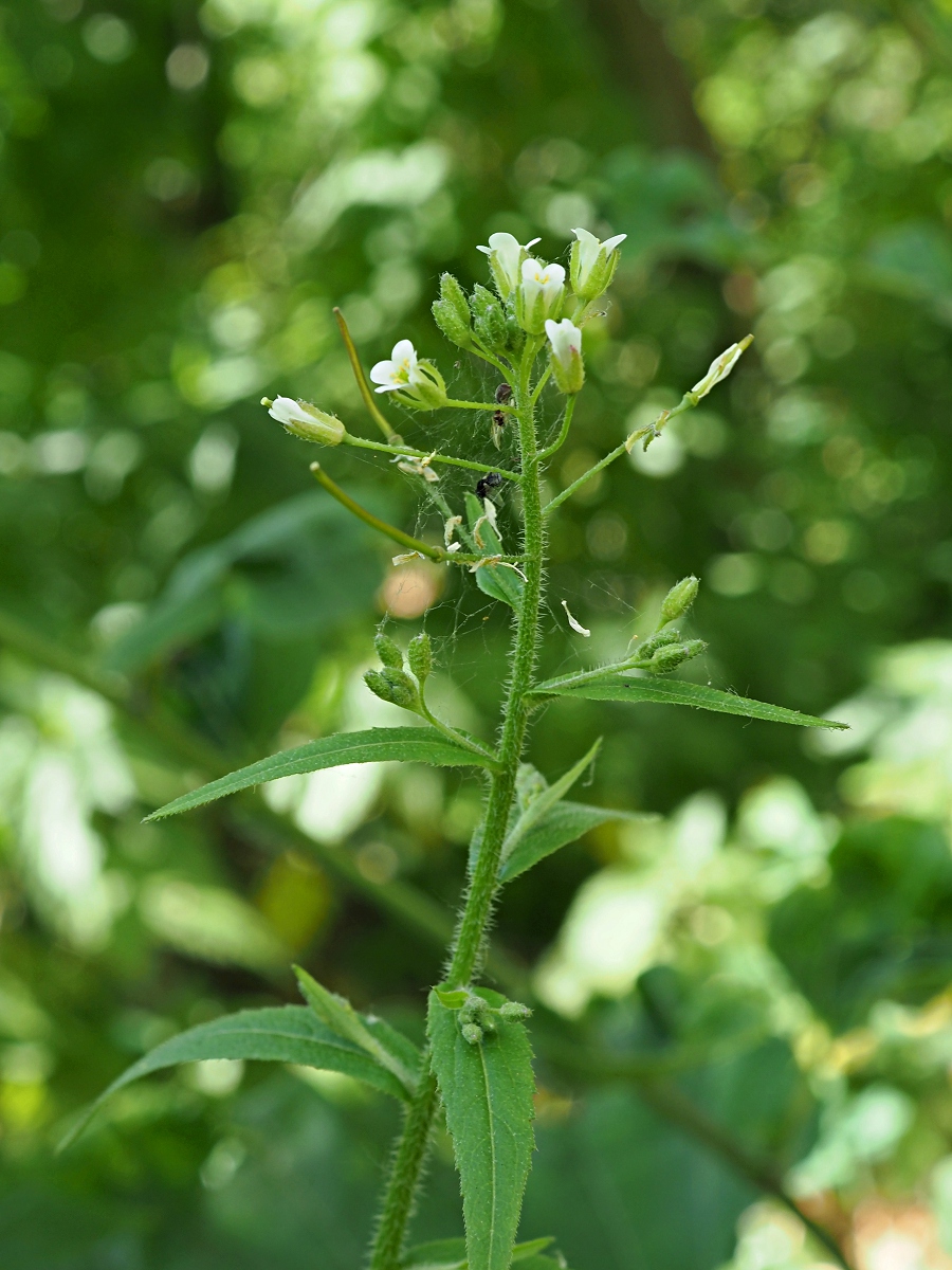 Image of Arabis pendula specimen.