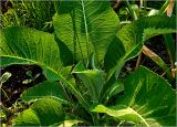 Inula helenium