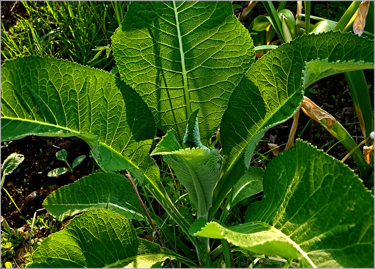 Изображение особи Inula helenium.