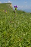 Campanula glomerata subspecies oblongifolioides. Цветущее растение. Карачаево-Черкесия, Зеленчукский р-н, гора Джисса, ≈ 1500 м н.у.м., субальпийский луг. 14.06.2024.