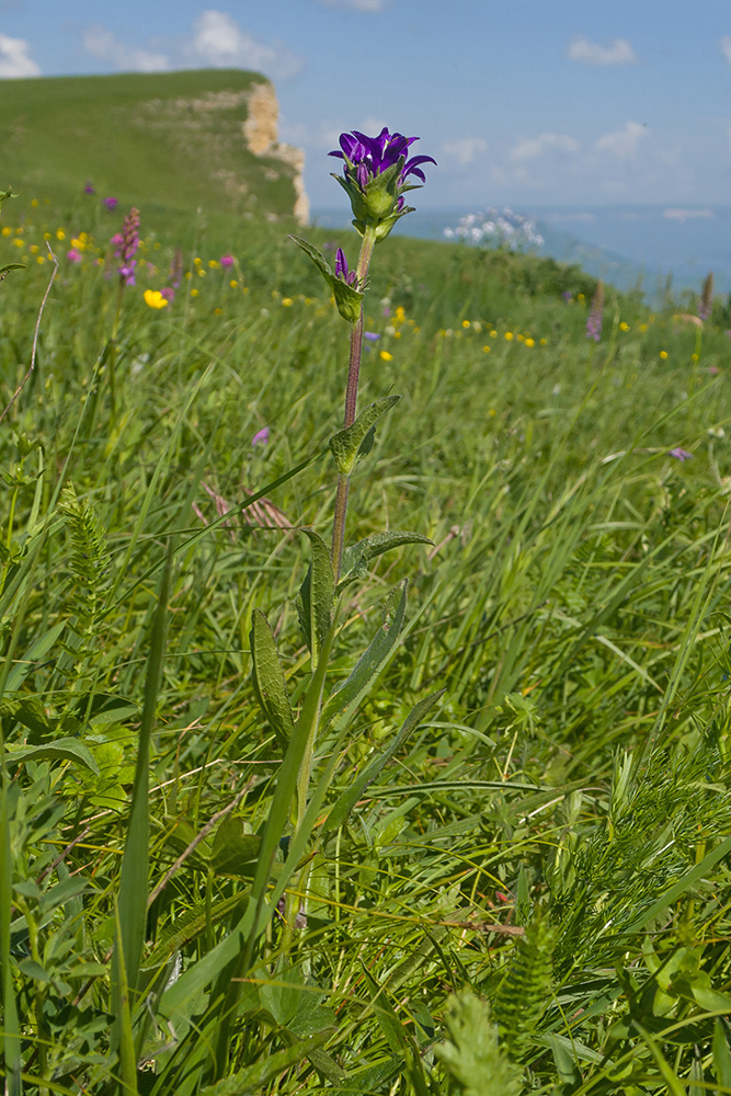 Image of Campanula glomerata ssp. oblongifolioides specimen.