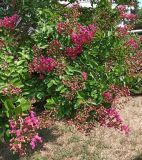 Lagerstroemia indica. Ветви цветущего растения. Краснодарский край, Туапсинский муниципальный округ, с. Ольгинка. 05.08.2024.