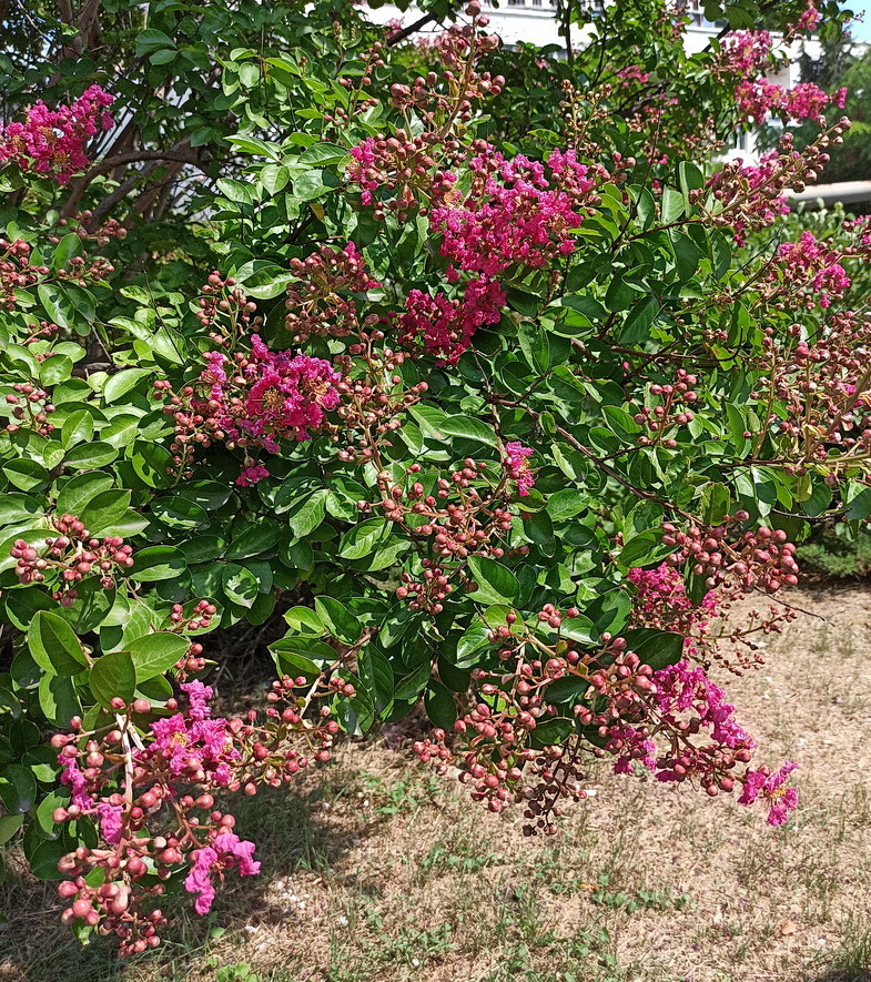 Image of Lagerstroemia indica specimen.