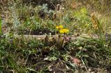 Taraxacum serotinum. Цветущее и плодоносящее растение. Самарская обл., Ставропольский р-н, окр. с. Жигули, Молодецкий курган, суходольный луг, у тропы, ведущей на Молодецкий курган. 7 сентября 2023 г.