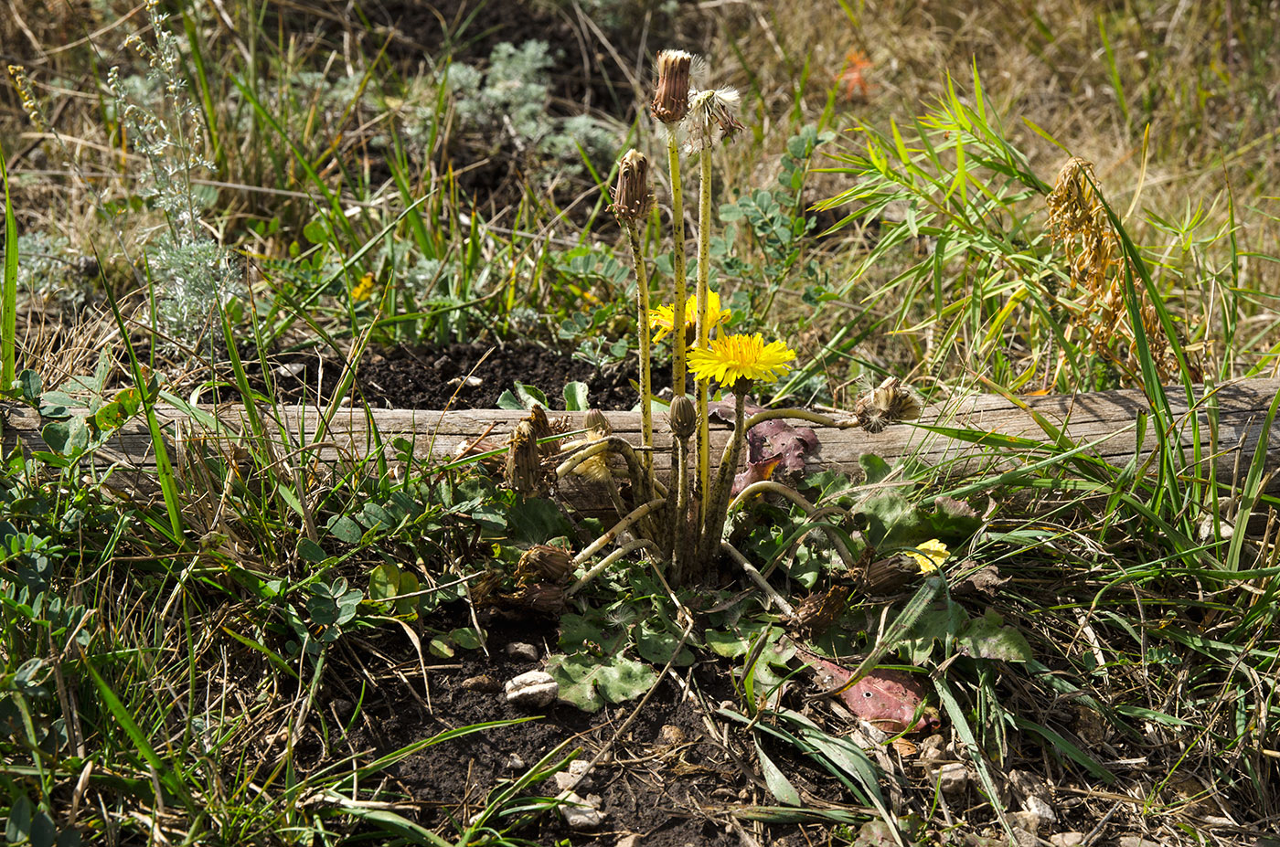 Изображение особи Taraxacum serotinum.