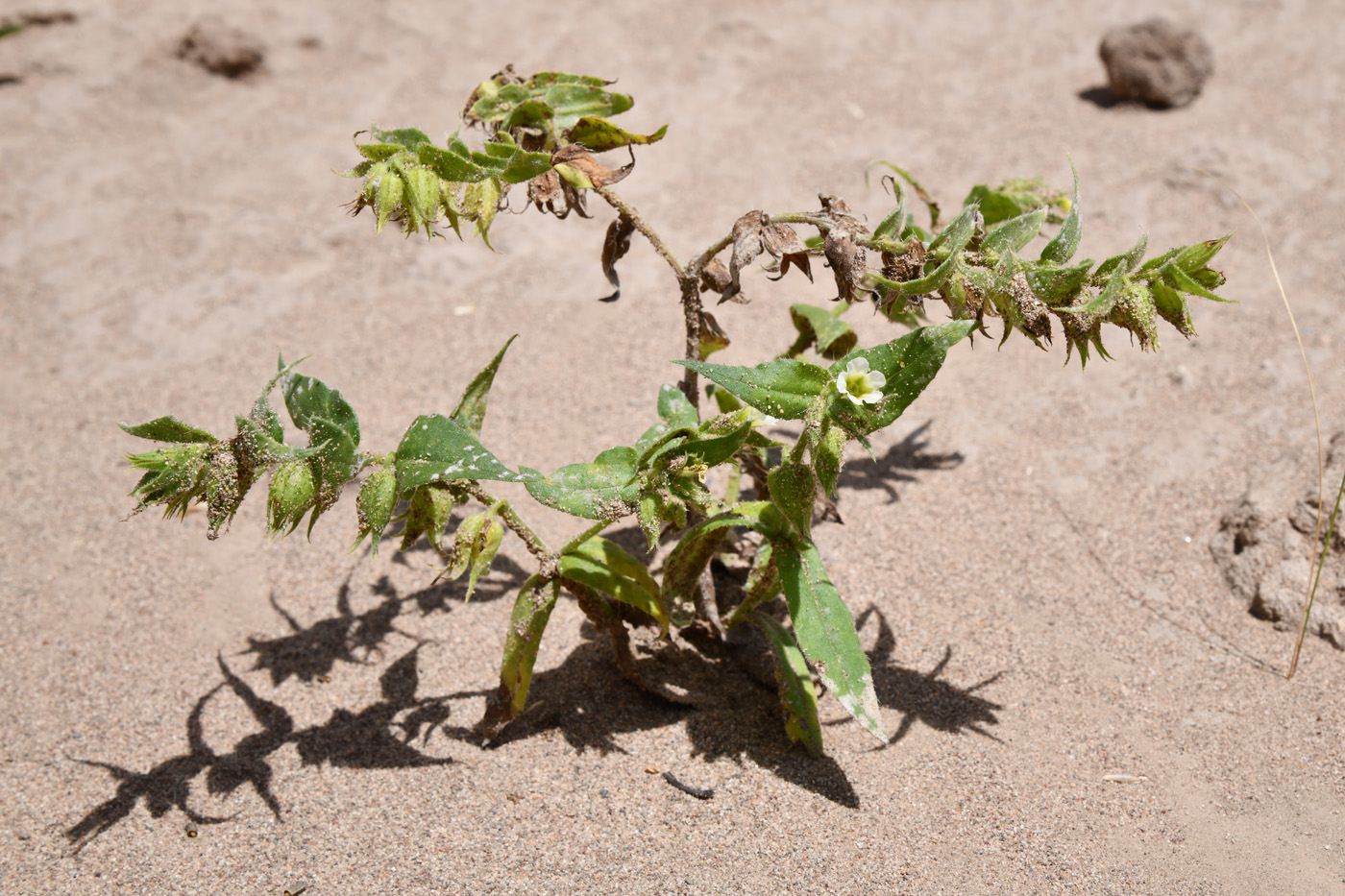 Image of Nonea caspica specimen.